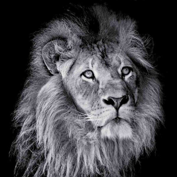 Arrogant Lion