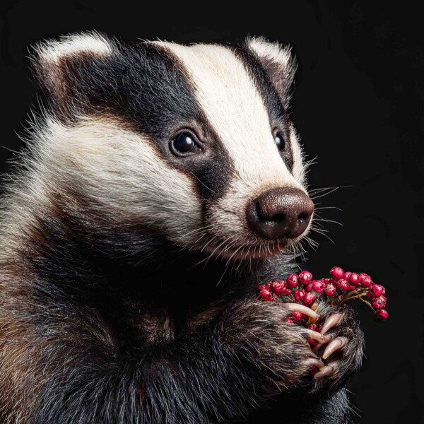 Badger Berries