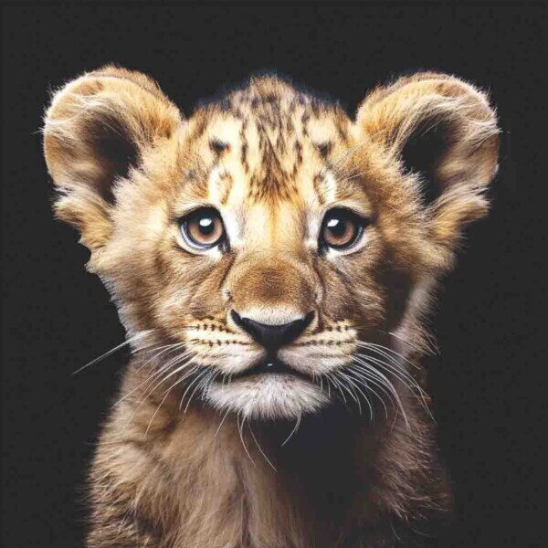 Lion Cub Colour No Crown Black BG
