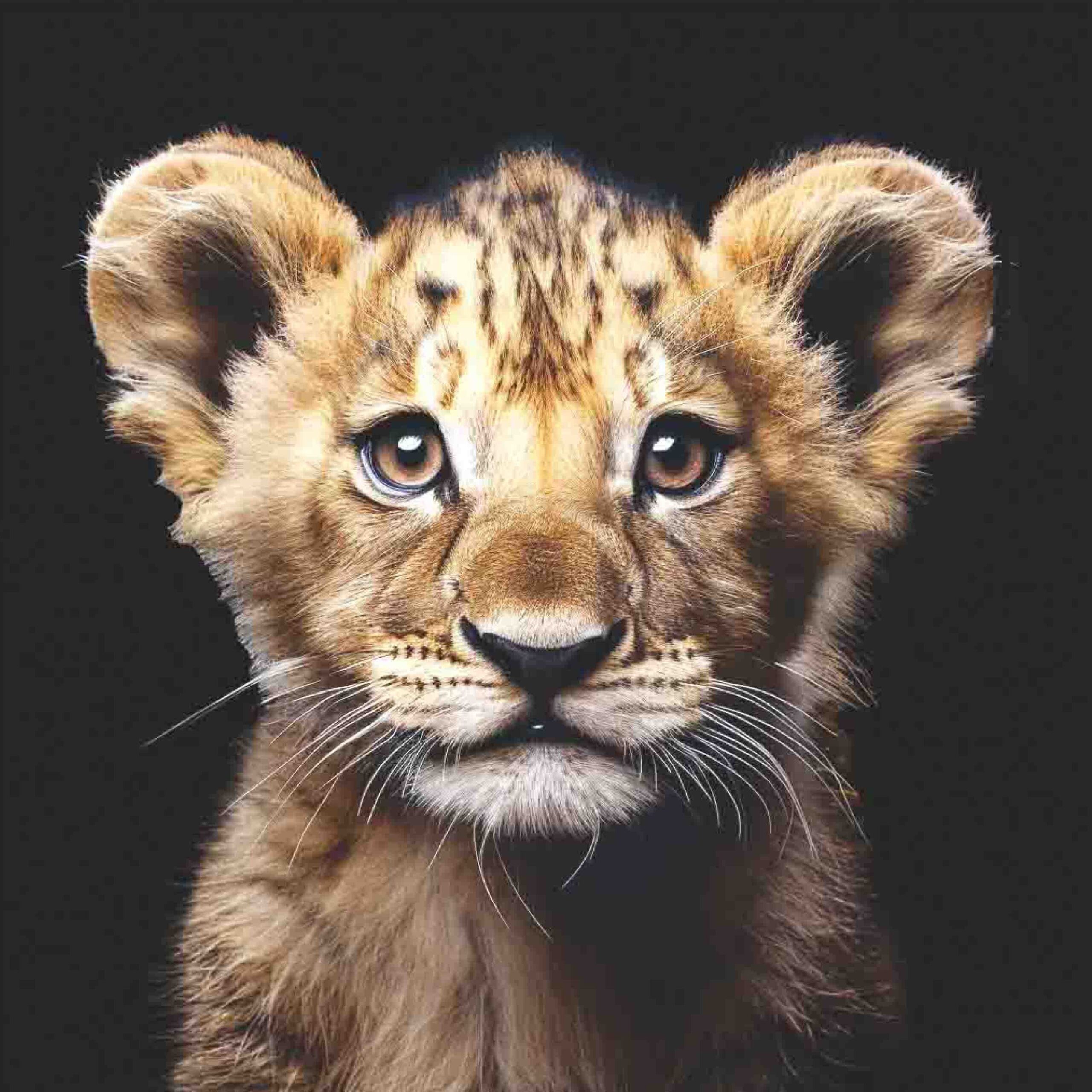 Lion Cub Colour No Crown Black BG